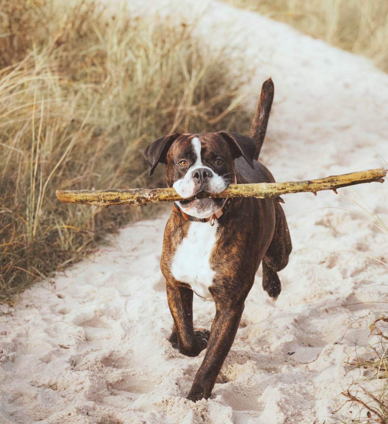 Hund in den Dünen